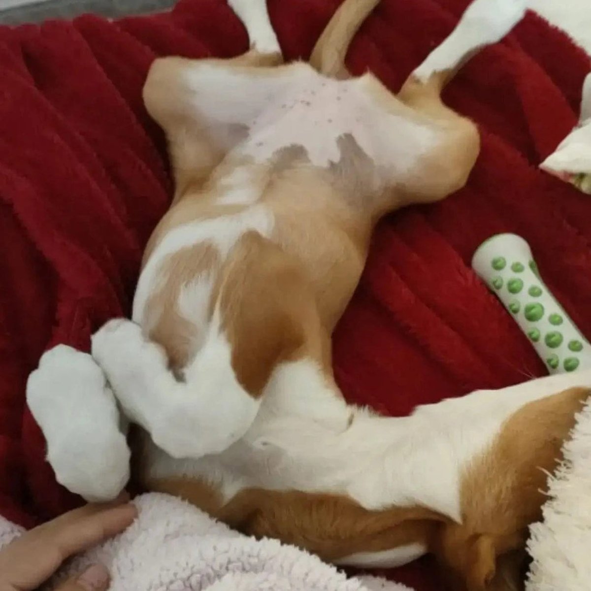 لعبة كلب مهدئة من زينباو بخلاصة اللافندر والبابونج لتقليل القلق مصنوعة من بوليمر غير سام