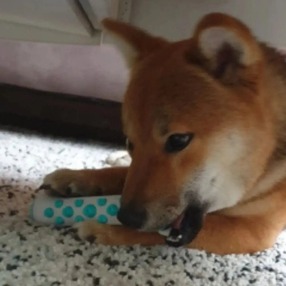 لعبة كلب مهدئة من زينباو بخلاصة اللافندر والبابونج لتقليل القلق مصنوعة من بوليمر غير سام