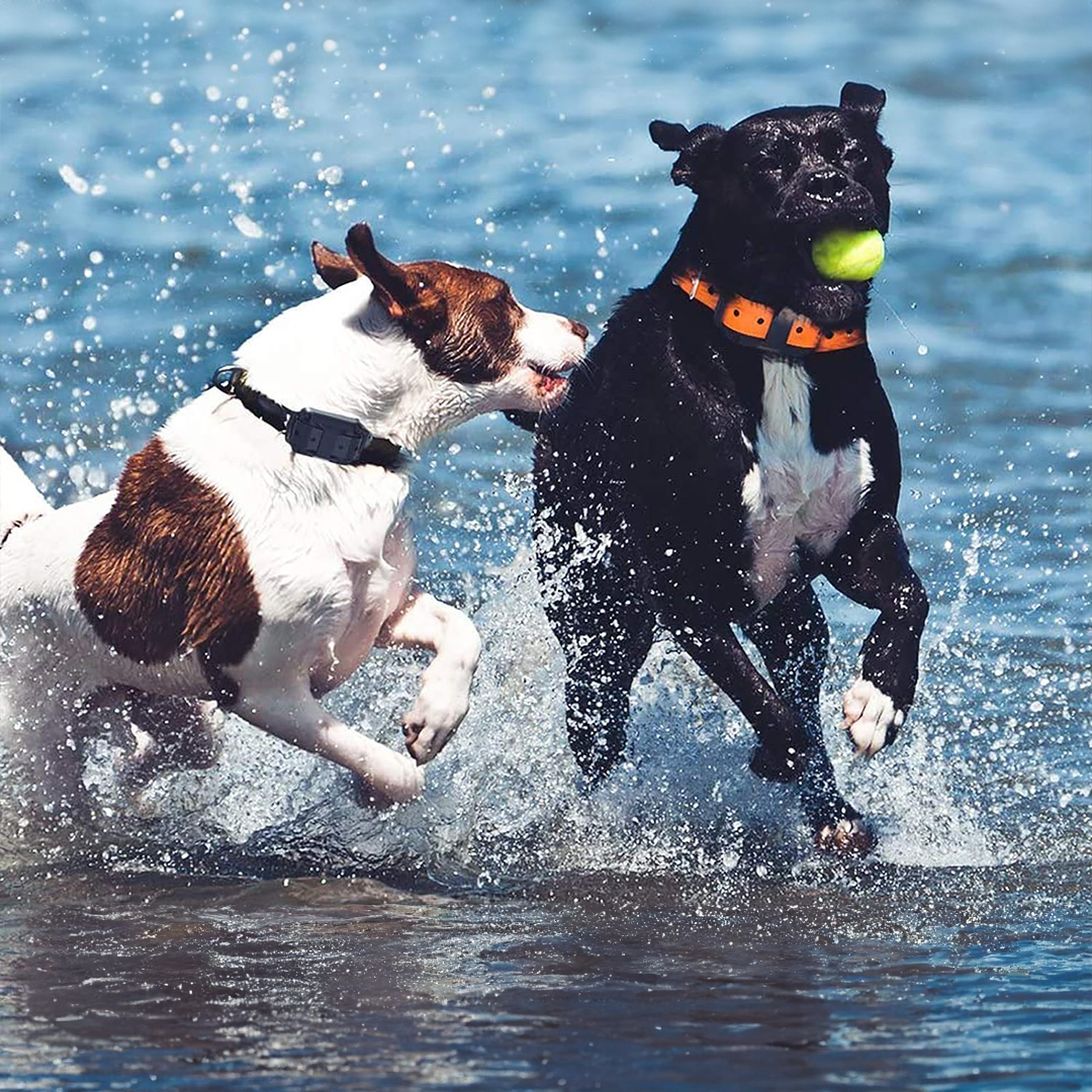 Coleira de Treino Remota Impermeável para Cães Ravenco 2900ft