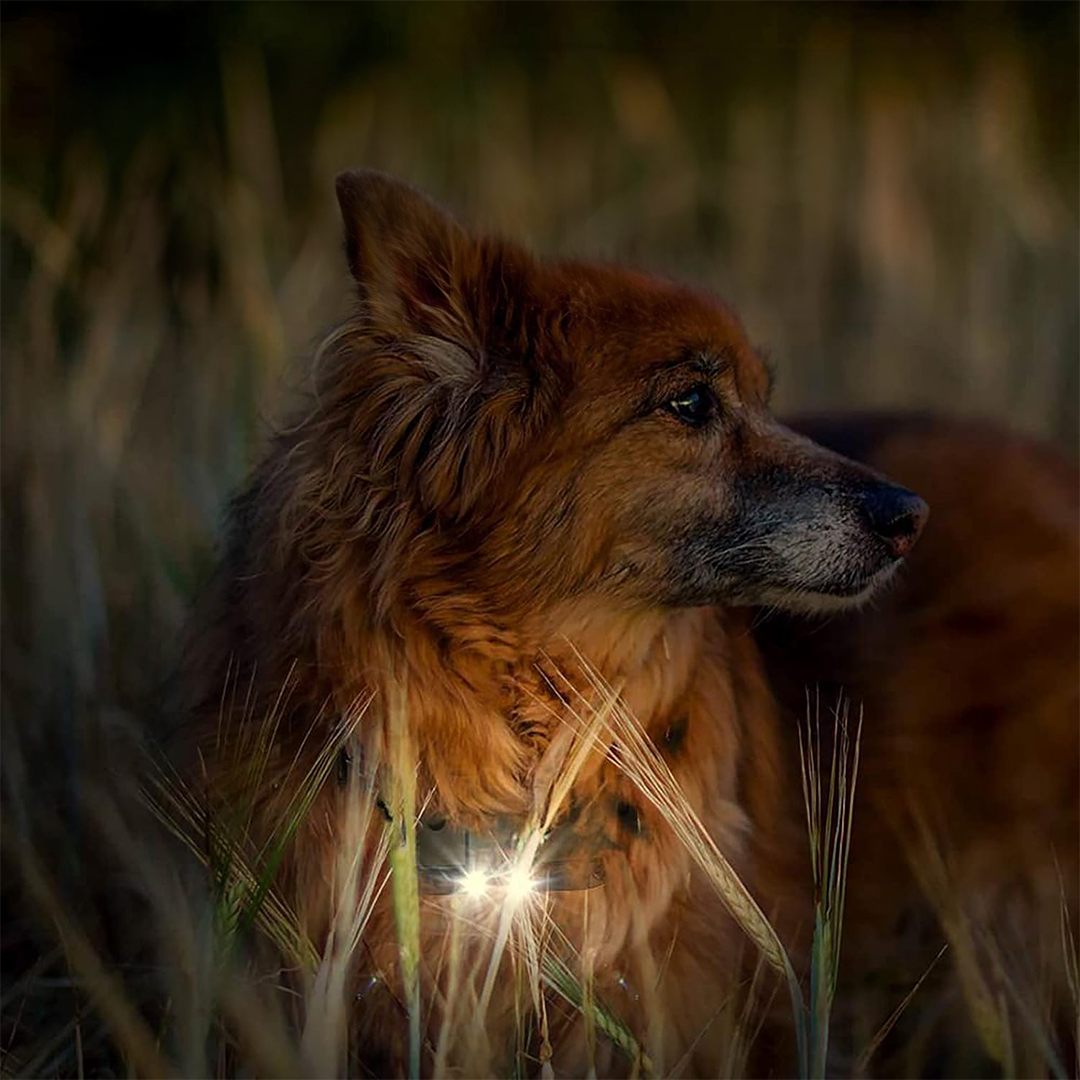 Coleira de Treino Remota Impermeável para Cães Ravenco 2900ft
